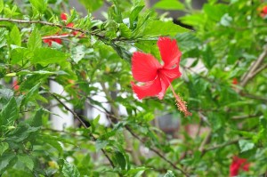 Hibiscus for Hair