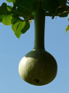 bottle-gourd