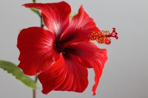 Red Hibiscus Flower for Hair