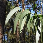 Ingredient Spotlight ~ Eucalyptus thumbnail