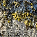DIY Kelp Hair Rinse thumbnail